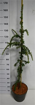 Cedrus Atl Glauca Pendula