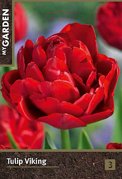 Тюльпан махровый ранний Викинг