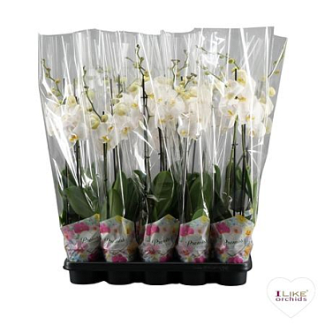 Phal 2st White 12+ Promiss Potcover (levo)