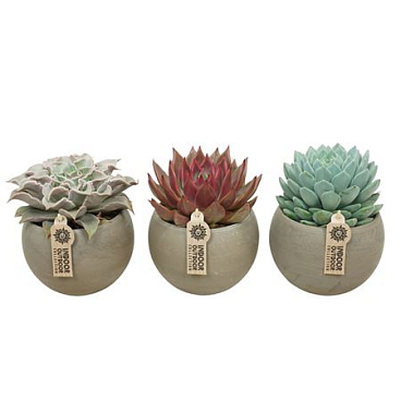 Echeveria Mix In Stone Bowl