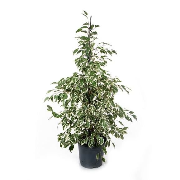 Фикус бенжамина Твайлайт