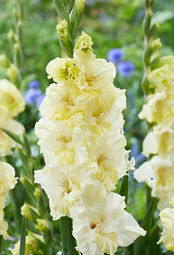 Гладиолус крупноцветковый Хэппи Тач