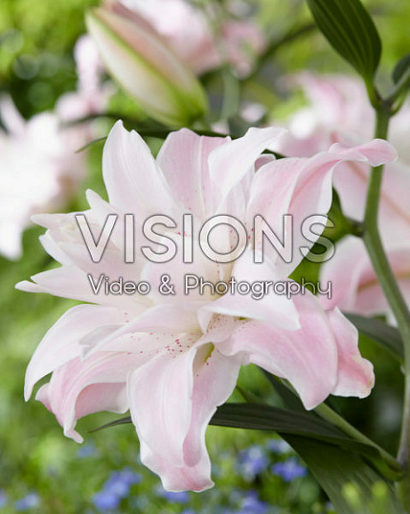 Лилия восточный махровый Лотус Куин