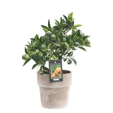 Citrus Calamondin In Pot Verona