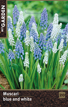 Мускари сине-белый