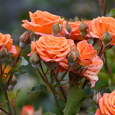 Роза спрей Алегрия