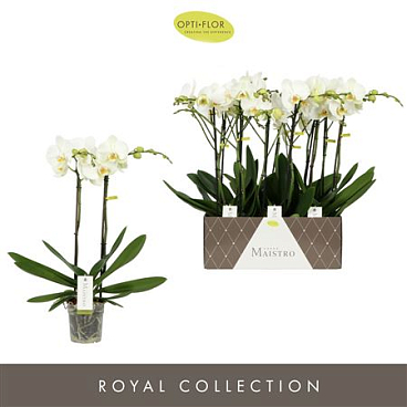 Phal 2st Maistro White 18+ (opti)