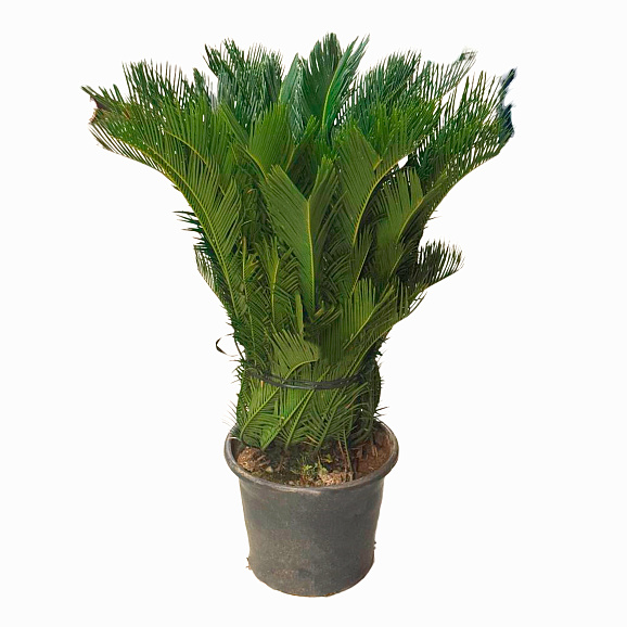 Цикас Революта