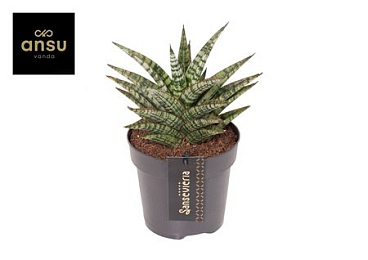 Sansevieria Comet Mini Queen