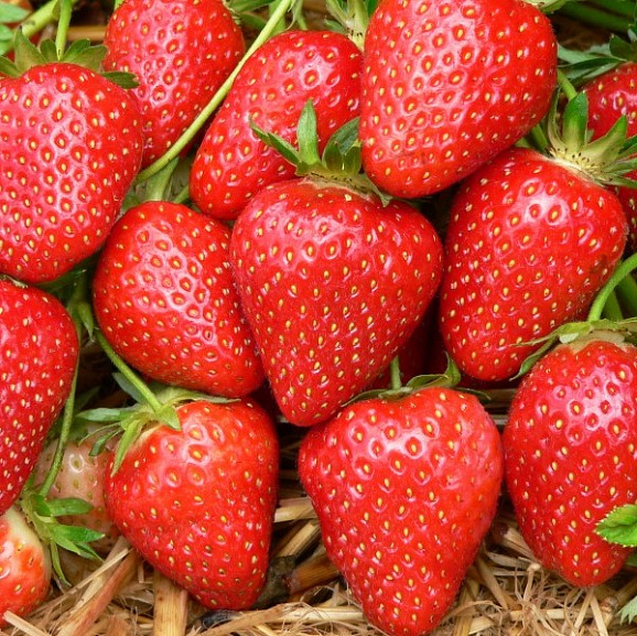 Земляника Кристина