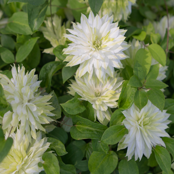 Клематис гибридный Сен-Но-Казе