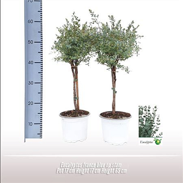 Eucalyptus France Blue On Stem