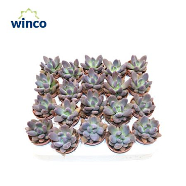 Pachyphytum Bracteosum Fitkai