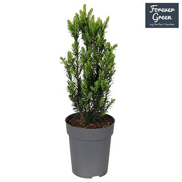 Taxus X Media Hillii