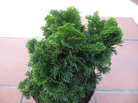 Кипарисовик туполистный Нана Грацилис