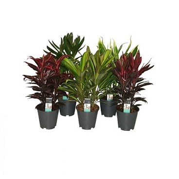 Кордилина Микс