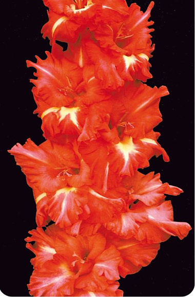 Гладиолус крупноцветковый Красная Площадь