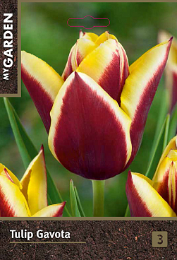 Тюльпан триумф Гавота