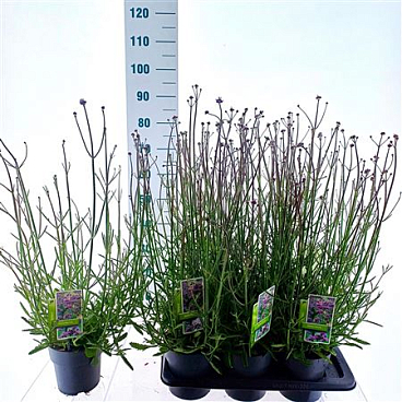 Verbena Bonariensis