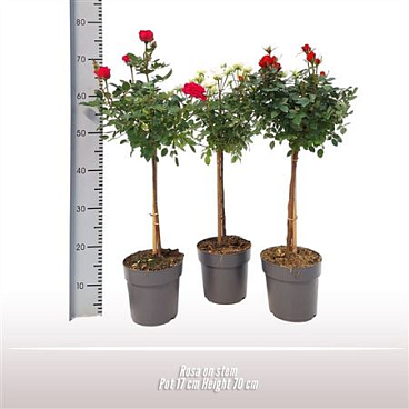 Rosa On Stem Mix