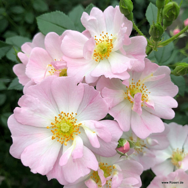 Роза миниатюрная Штерненхимел