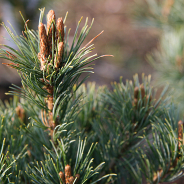 Сосна мелкоцветковая Нэлли Д