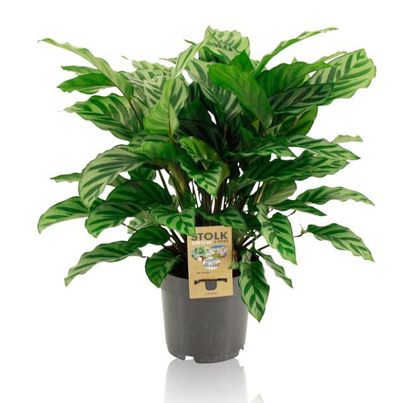 Калатея Фредди