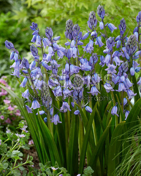 Гиацинтоидес голубой