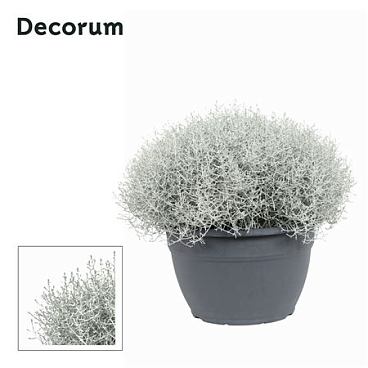 Leucophyta (calocephalus) Brownii (decorum)