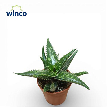 Aloe Jucunda