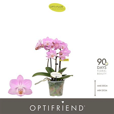 Phal 3st Pink 15+ (opti)