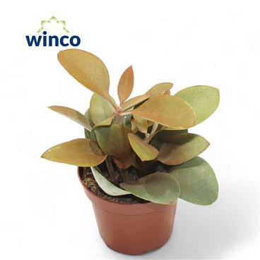 Kalanchoe Orgyalis
