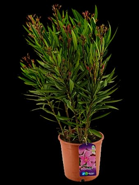 Nerium Oleander Pink