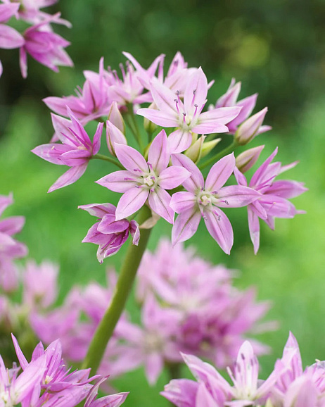 Аллиум Эрос