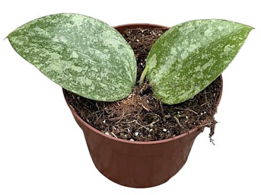 Hoya Verticillata Nganjuk Splash