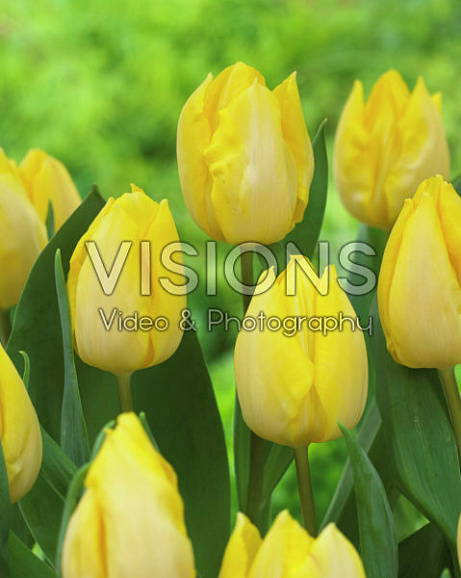 Тюльпан простой ранний Санни Принц