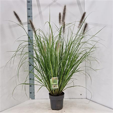 Pennisetum Alop Red Head