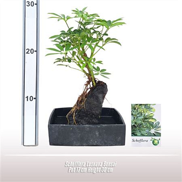 Schefflera Luseana