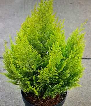 Кипарисовик лоусона Ивонне