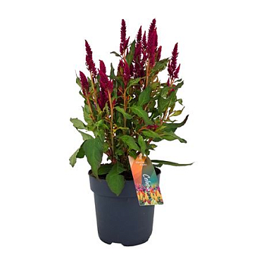 Celosia Argentea Kelos Rocket Purple