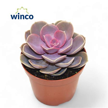 Echeveria Perle Von Nurnberg Pink