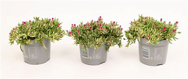 Delosperma Lido Magenta 12 Cm