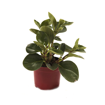 Пеперомия Микс