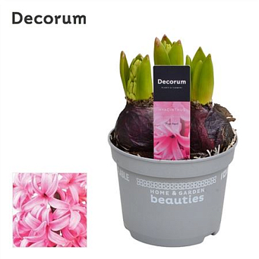Hyacinthus Pink Pearl 3pp (decorum)