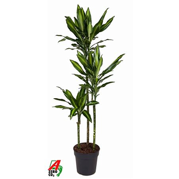 Drac Cintho 90-60-30