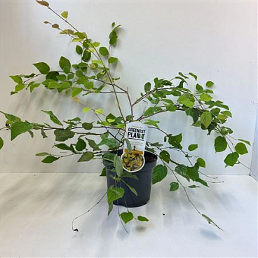 Corylopsis Pauciflora