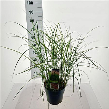 Miscanthus Sin Red Cloud