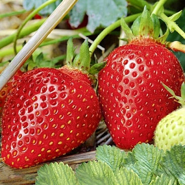 Земляника Белруби