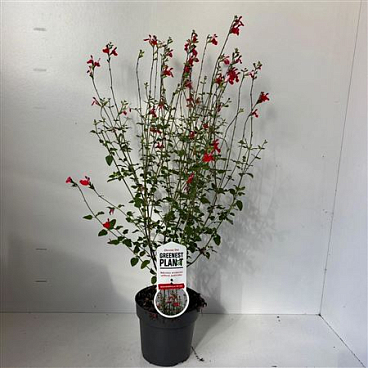 Salvia Microphylla Hot Lips