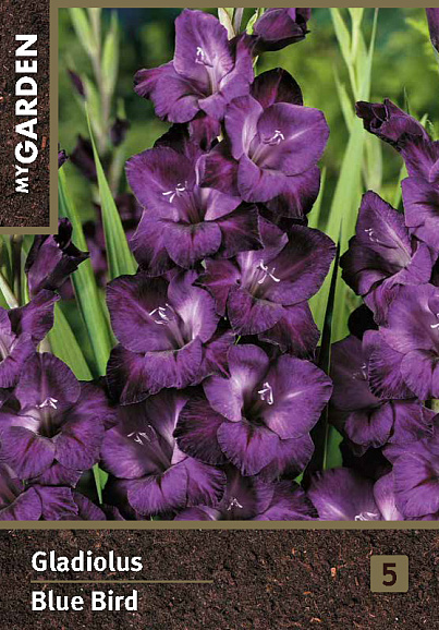 Гладиолус крупноцветковый Блю Берд